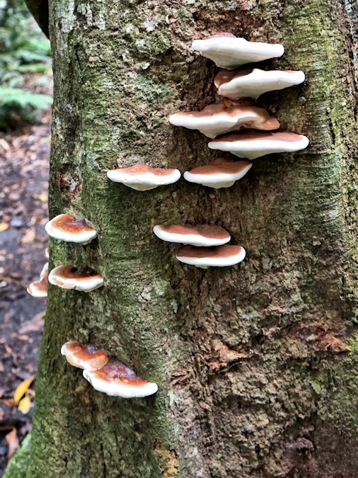 Lamington Rain Forest