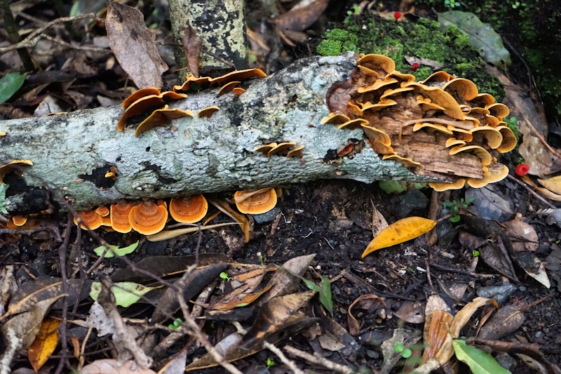 Lamington Rain Forest