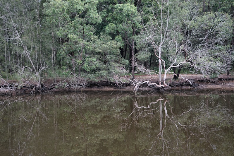 Coombabah Wetlands