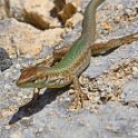 Malta_2340_Gozo_Filfola lizard or Maltese wall lizard_Podarcis filfolensis_mm