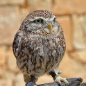 Malta_3125_Siggiew_Falconry Centre_Little Owl_m