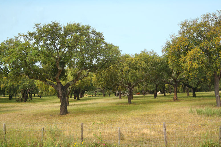 Guarda To Evora, Portugal