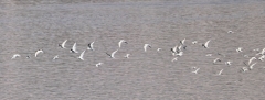 Nile River near Aswan - Gulls and Terns
