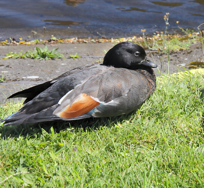 &nbsp;Zealandia Sanctuary, Wellington - Paradise Shelduck (Tadorna variegata_putangitangi)