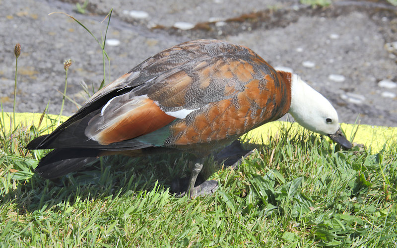 &nbsp;Zealandia Sanctuary, Wellington - Paradise Shelduck (Tadorna variegata_putangitangi)