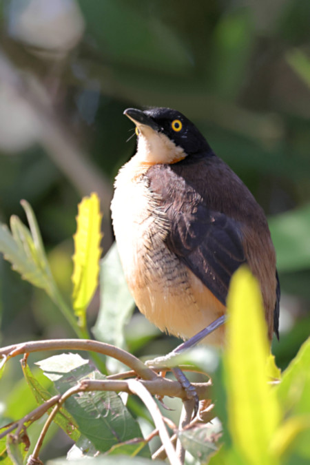 Black-capped Donacobius_Donacobius atricapilla_5902