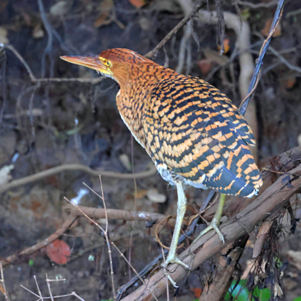 Rufescent Tiger Heron_Tigrisoma lineatum_Immature_5432
