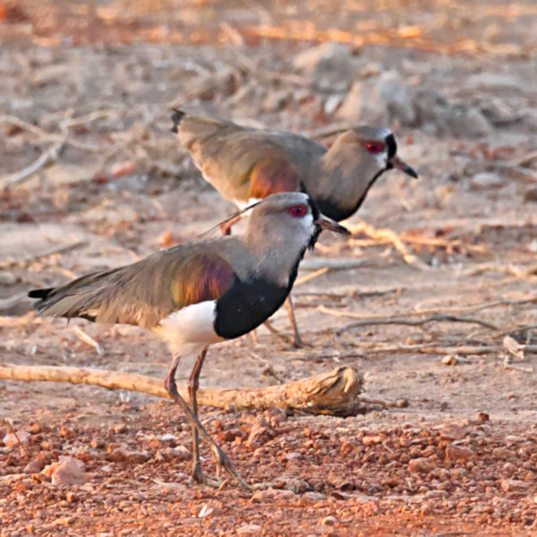 Southern Lapwing_Vanellus chilensis_4726
