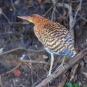 Rufescent Tiger Heron_Tigrisoma lineatum_Immature_5432