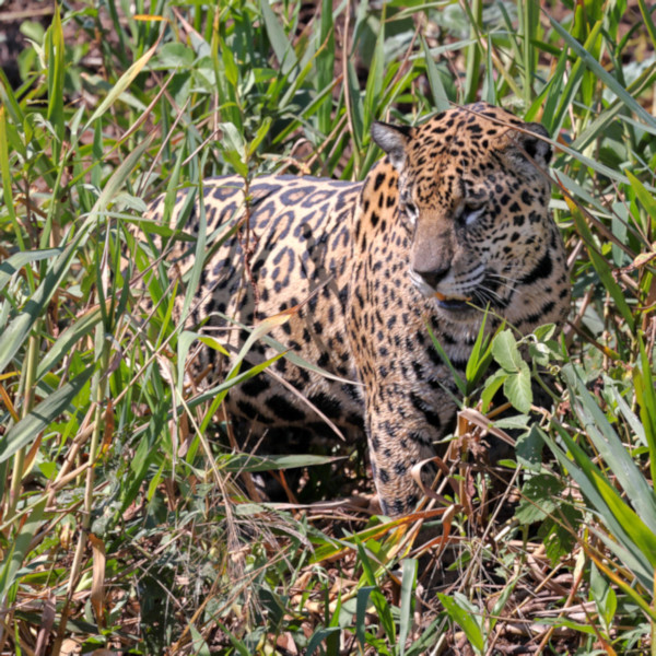 Jaguar, Pantanal, Brazil