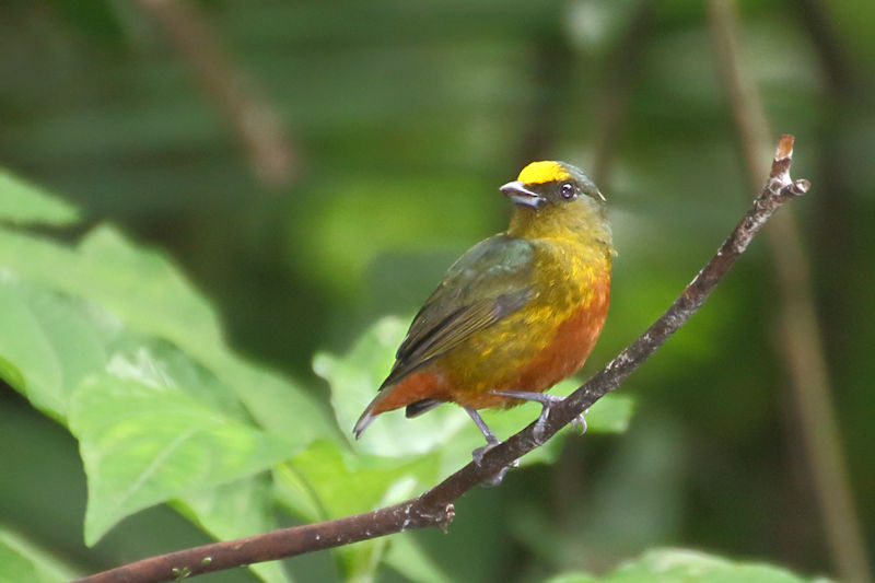 Olive-backed Euphonia at Arenal&nbsp;