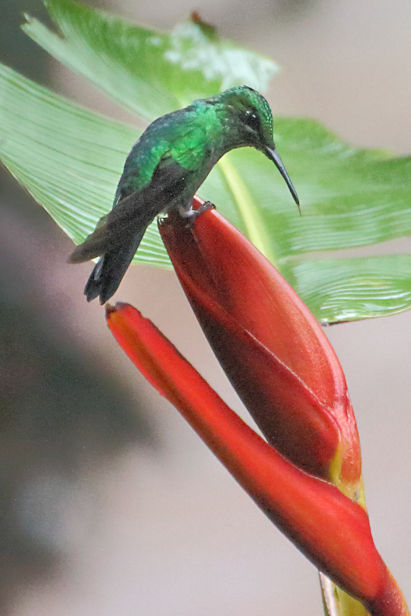 Scaly-breasted&nbsp;Hummingbird at Monteverde