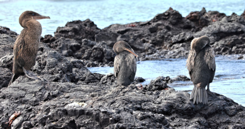 Flightless Cormorants, Elizabeth Bay, Isabela Island