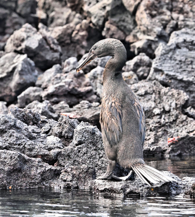 Flightless Cormorant, Elizabeth Bay, Isabela Island