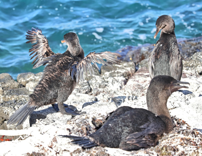 Flightless Cormorants, Tagus Cove, Isabela Island