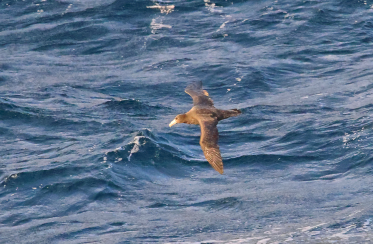 Cape Horn, Southern Giant Petrel, Chile