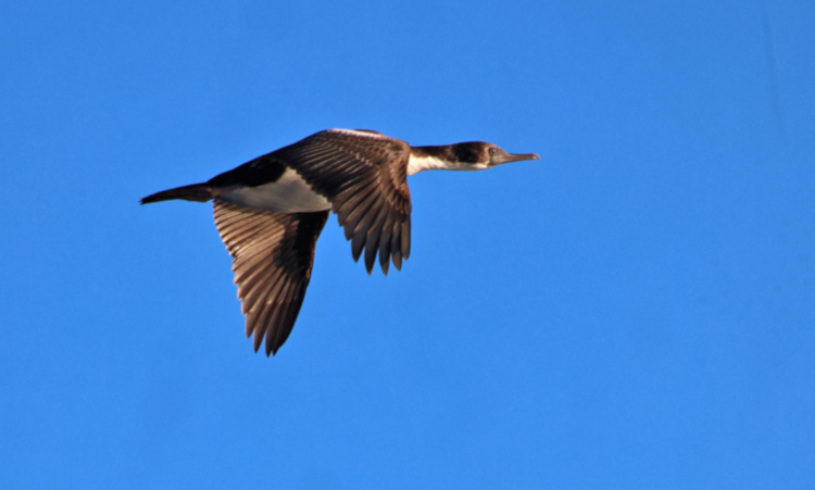 Cape Horn Magellanic Cormorant, Chile