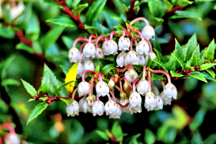 Agostini Landing, Beagle Channel, flowers