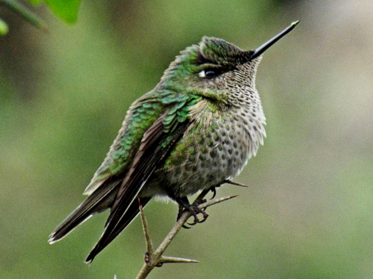 Green-backed Firecrown, Caleta Tortel Village, Chile